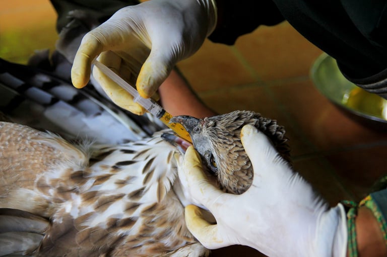 Eagle at wildlife rehabilitation centre