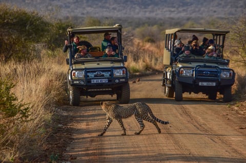 Cheetah crossing the road on safari