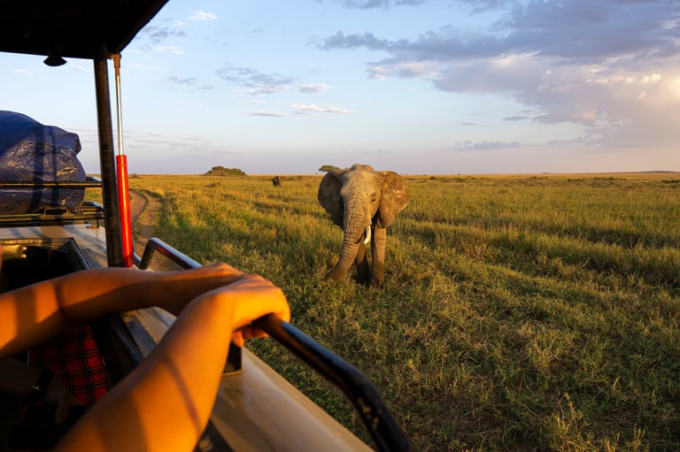 Elephant on safari tour from vehicle in Greater Kruger