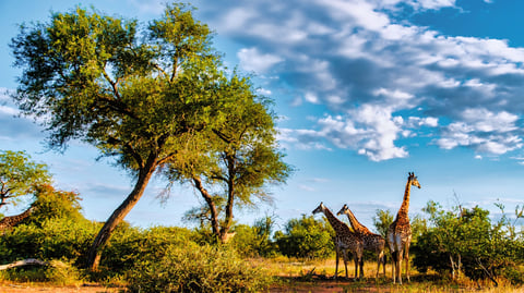 Giraffes at sunset in Kruger National Park