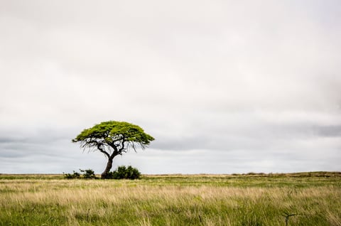 Lone Camelthorn tree in African savanna