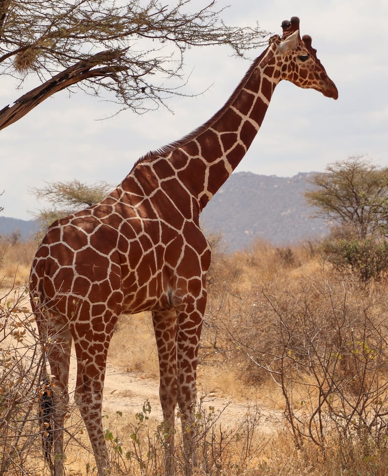 Reticulated giraffe grazing in African savanna