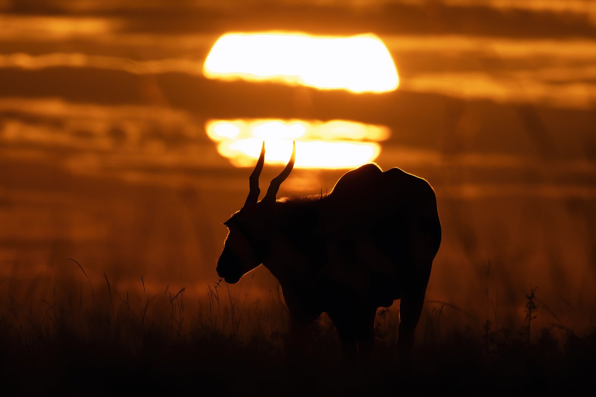 Kudu walking in front of sun during sunset in Masai Mara