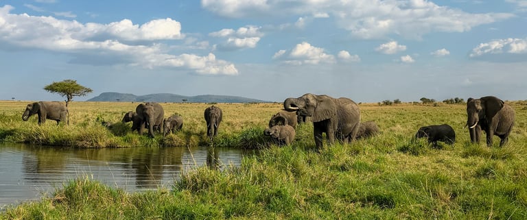 Elephants enjoying refreshments in African savanna
