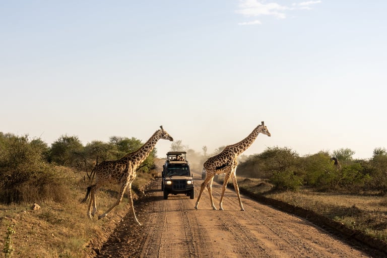 Giraffe walking across savannah plains in Serengeti