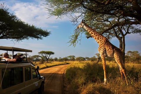 Giraffe feeding on a tree during morning safari