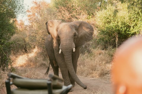 Elephant walking towards safari vehicle