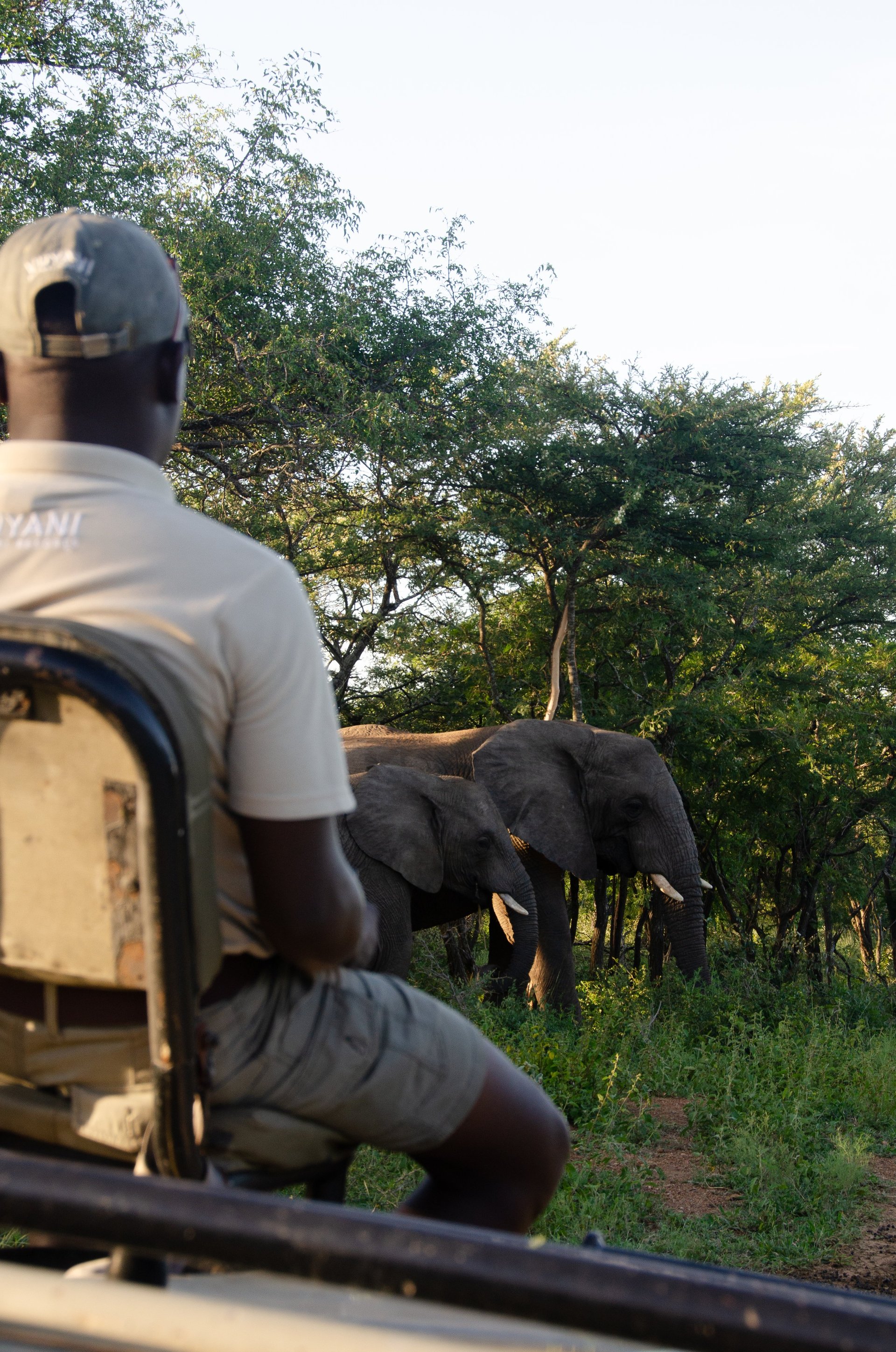 Elephants from the safari vehicle with guide looking at the animals