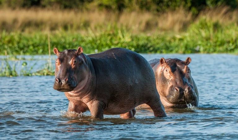 Hippopotamus in the water in Africa