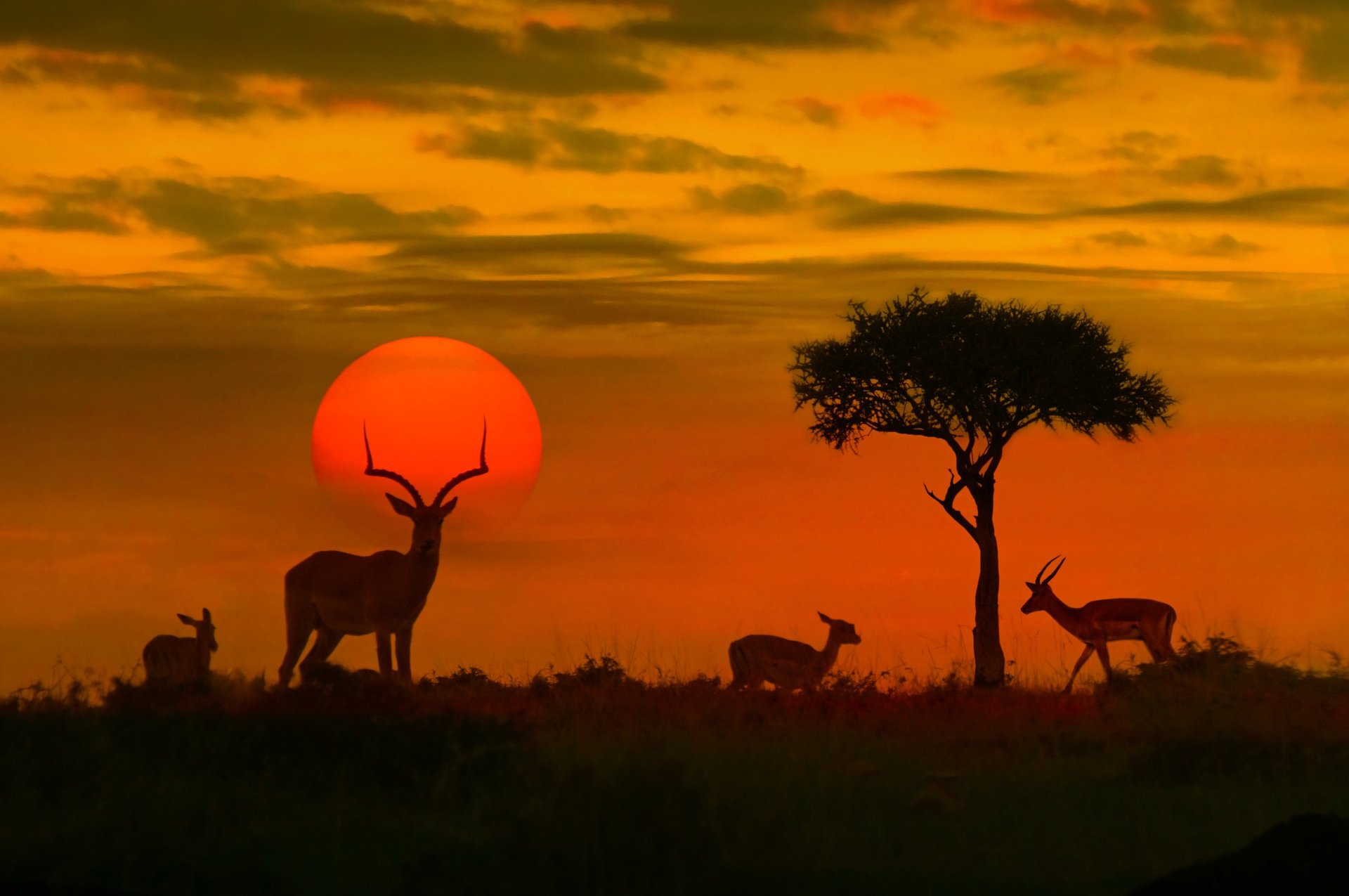 African safari landscape at sunset with wildlife silhouettes