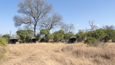 Herd of elephants in dry savanna grassland with scattered trees and blue sky in background